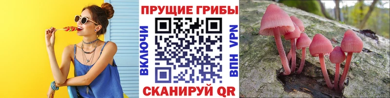 как найти наркотики  Давлеканово  Псилоцибиновые грибы Psilocybe 